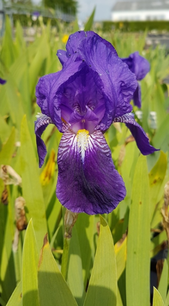 Iris barbata-media "Alfred" - (Hohe Bart-Schwertlilie "Alfred"),